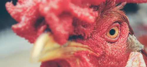 Cocorico ! Le Parlement consacre le "patrimoine sensoriel" des...