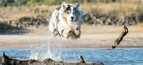 Le berger australien est toujours le chien préféré des Français !