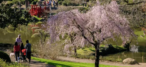 Le Parc Oriental de Maulévrier prépare la saison du Hanami