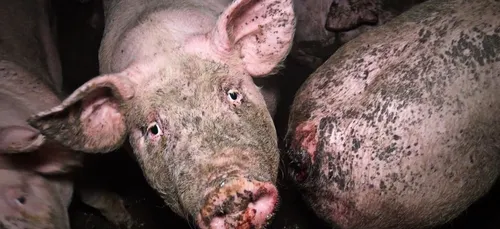 Côtes d'Armor : images "insoutenables" de cochons en putréfaction...