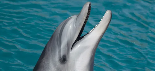 Le Parc Astérix ferme son delphinarium