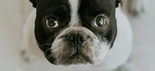 Bien-être animal : vers un durcissement des peines pour maltraitance