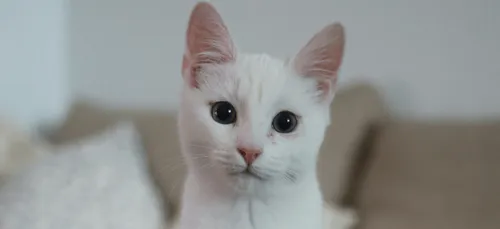 Chiens, chats : l'Assemblée restreint la vente sur internet et...