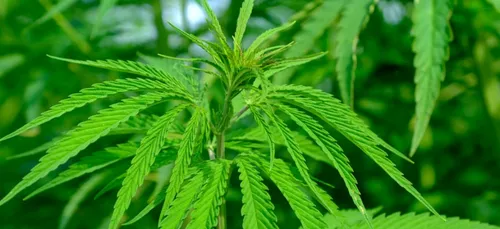 Cannabis thérapeutique : un laboratoire creusois retenu par l’ANSM