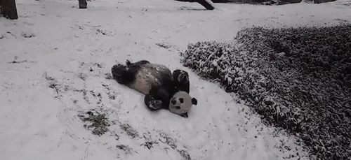 VIDEO. Un panda s'amusant dans la neige fait fondre la toile