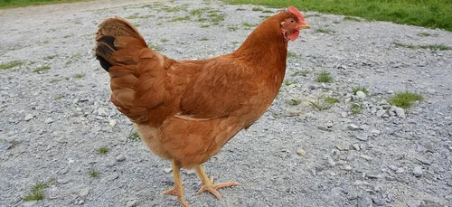 Nouvelle opération « Adopte une Poule » en Creuse