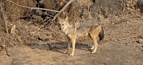 Deux-Sèvres : un rare chacal doré observé, troisième localisation...