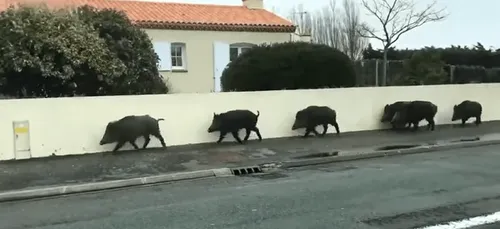 VIDEO. Vendée : des sangliers se promènent dans les rues de...