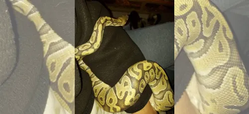 Brest : Iggy, python royal, a été retrouvée