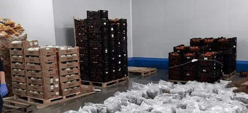 Vienne : 150 kg de cannabis cachés dans des salades