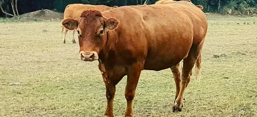 Une vache Limousine à 299.000 euros