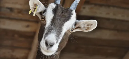 Nantes : ils dépècent deux chèvres dans une cour d'immeuble