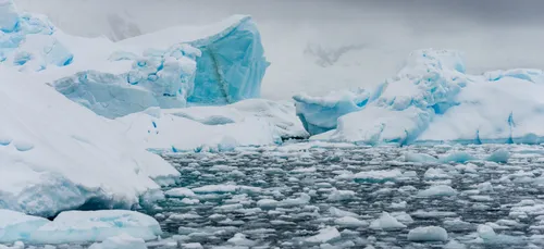 Bob l’Éponge découvert sous l’Antarctique !