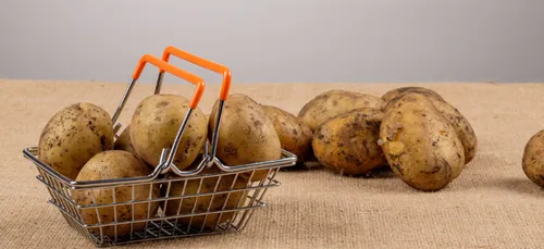 Bretagne : un don de huit tonnes de pommes de terre pour les...