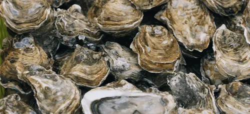 Des pêcheurs thaïlandais trouvent une perle estimée à 330 000...