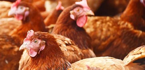 Bretagne : un aviculteur propose ses 4.000 poules à l'adoption