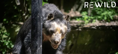 Ex-zoo de Pont-Scorff : le gestionnaire placé en redressement...