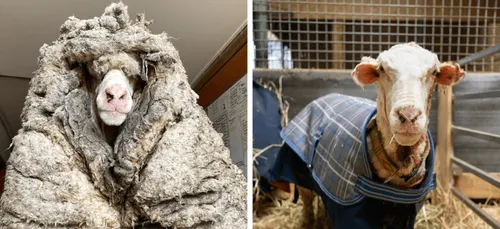 Australie : un mouton délesté de son pelage de 35 kg