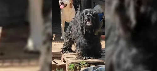 Indre : près de 40 chiens découverts dans des conditions de vie...