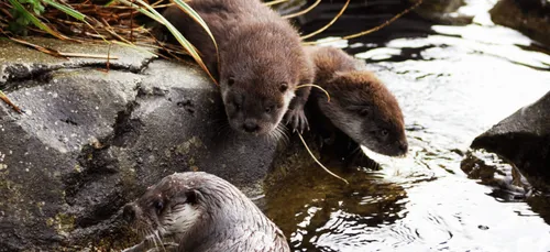 Brest : choisissez les prénoms des deux bébés loutres nés à...