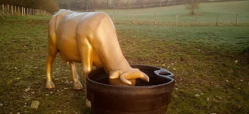 Un veau (en résine) pris en otage en Haute-Vienne