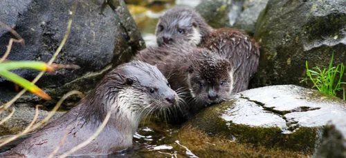 Brest : les prénoms des bébés loutres dévoilés