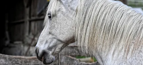 Épidémie de rhinopneumonie équine : les compétitions annulées