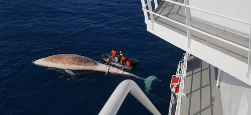 Bretagne : le remorquage impressionnant d’un rorqual de 18 mètres