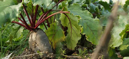 Le Conseil d'Etat valide le retour temporaire des néonicotinoïdes