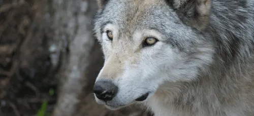 Vienne : l'animal retrouvé mort près d'une voie ferrée est bien un...