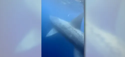 Bretagne : une rencontre imprévue avec un requin