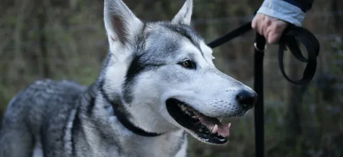 Indre : non, l'animal filmé dans les rues de Buzançais n'est pas un...