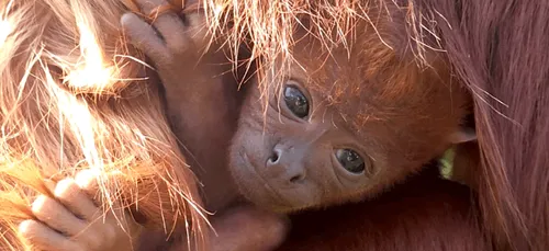 Un bébé singe hurleur roux est né à Planète Sauvage !