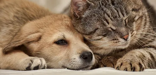 Les chiens polluent-ils plus qu'un SUV ?