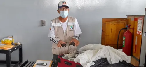 185 bébés tortues découverts dans une valise à l’aéroport des...