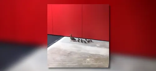 VIDEO. Une famille de canards s’invite à la H Arena de Nantes