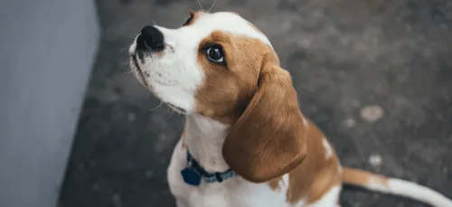 Homologation en Russie du premier vaccin anti-Covid pour animaux