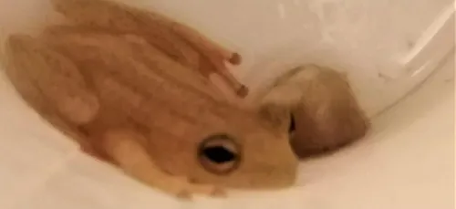 Bordeaux : elle découvre une grenouille de Guadeloupe dans sa banane