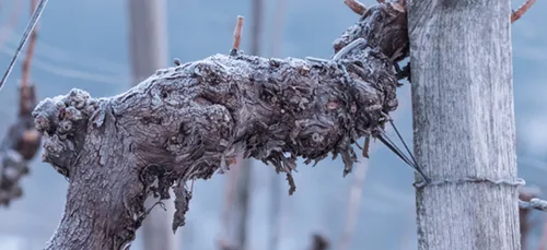 Gel : le gouvernement va activer le régime de calamité agricole