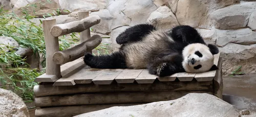 Zoo de Beauval : Huan Huan attend (peut-être) un bébé panda !