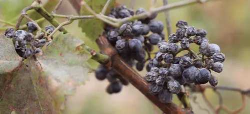 Gel : "la plus grande catastrophe agronomique" du siècle