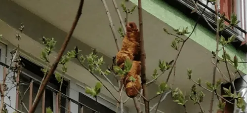 Pologne : un animal inquiétant se révèle être... un croissant