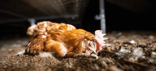 L214 dénonce l'élevage de poules au sol dans une nouvelle vidéo choc