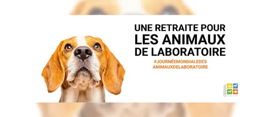 Une association lance un appel à l'adoption de 350 animaux de...