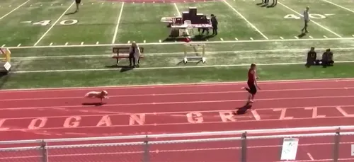 Une chienne fait irruption dans une course de relais… et gagne !