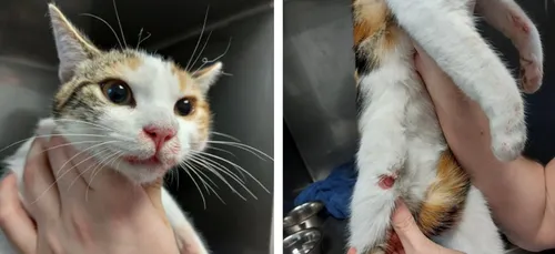 Nantes : les policiers secourent un chaton frappé à coups de marteau