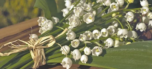 1er mai : retour quasi à la normale pour la vente du muguet