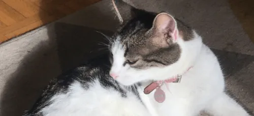 Vannes : une chatte enterrée vivante après avoir reçu des coups de...