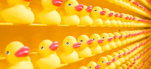 Montaigu : Le record du monde du nombre de canards en plastique...