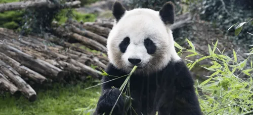 Déconfinement : Les zoos du Grand Ouest se préparent à rouvrir